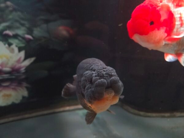 4" Male Black Ranchu w/ super cute face