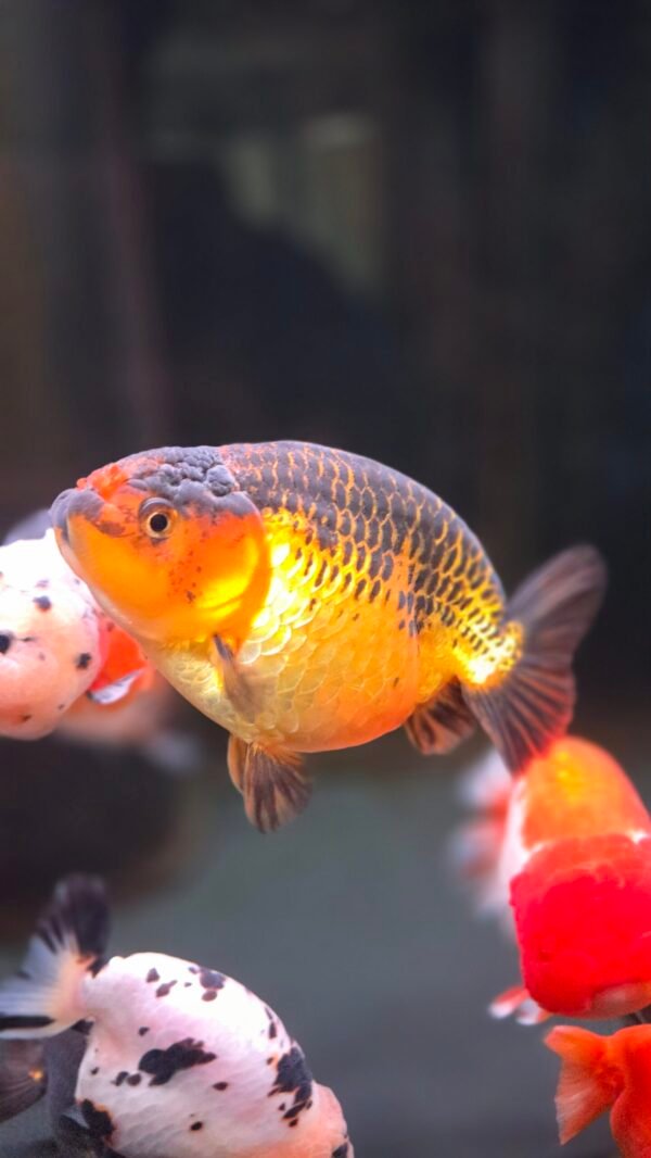 4.5" Female Bronze Yellow Ranchu w/ orange pom pom noise