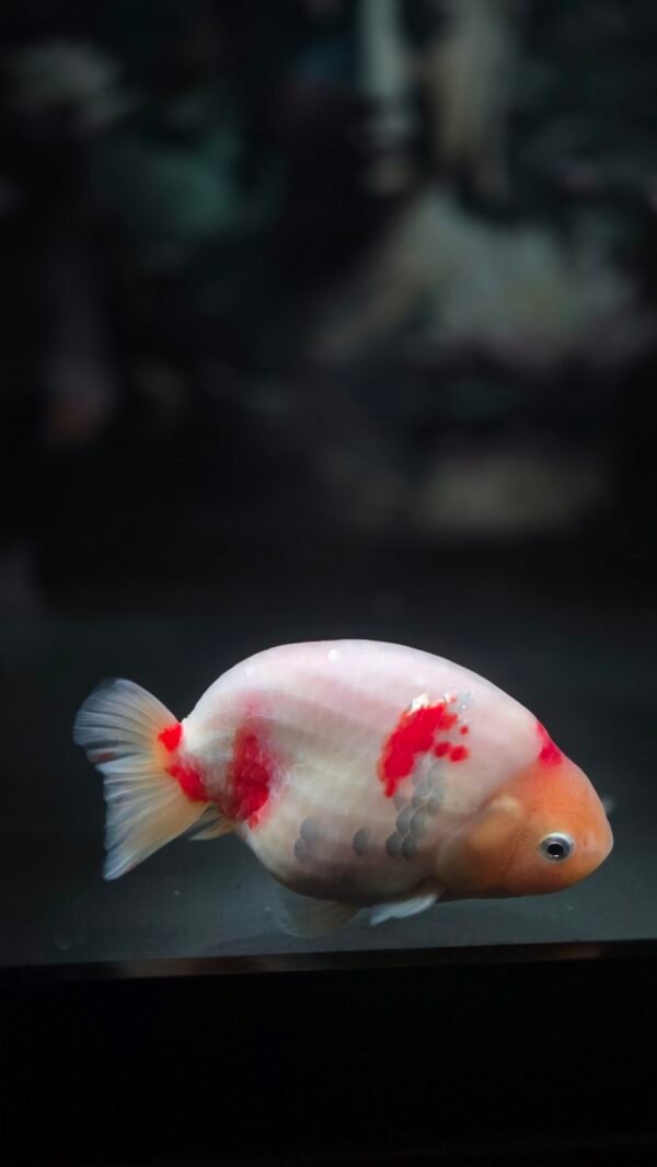 5.5" Jumbo Silver Coins Red White Ranchu