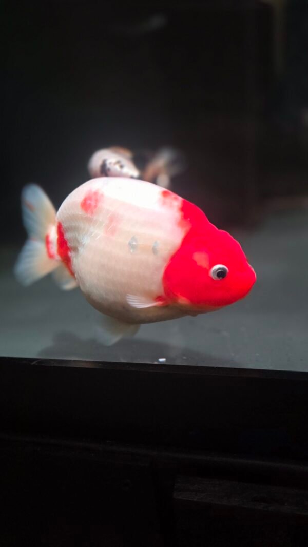 5.5" Jumbo Silver Coins Red White Ranchu