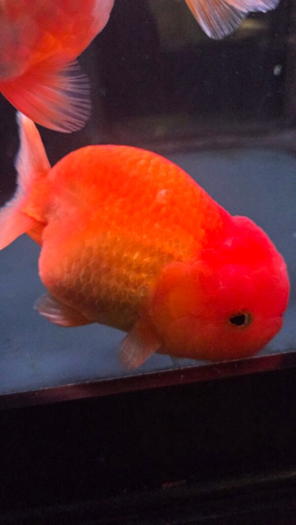 4.5" Super Cute Face Ranchu