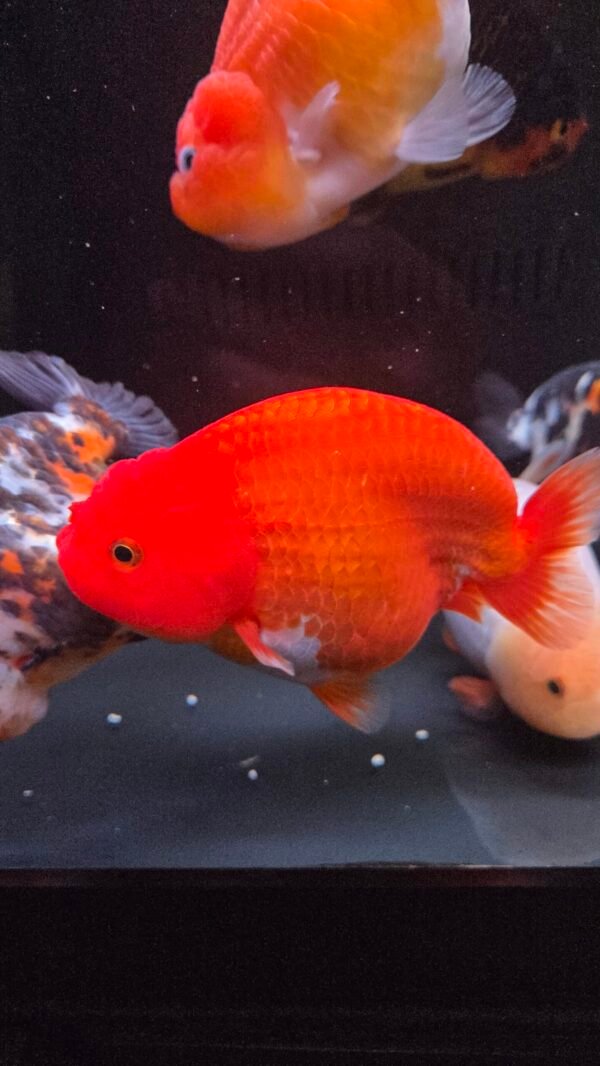 5" Super Red Ranchu