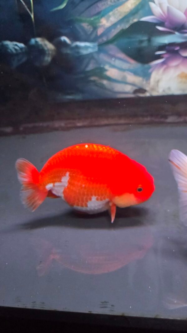 5" Red White Ranchu