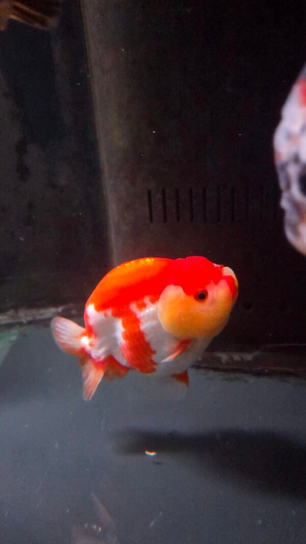 4.5" Cute red lip  Red White Ranchu